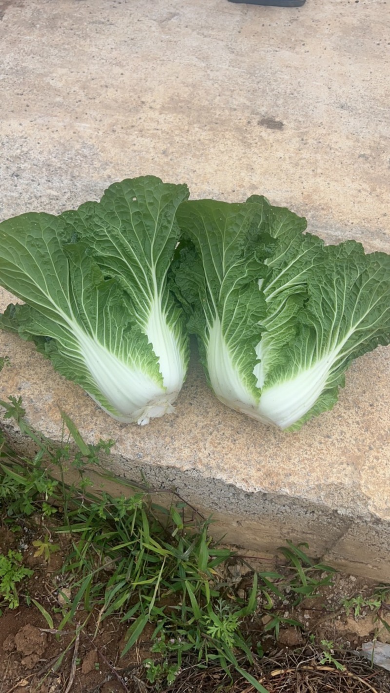 黄心大白菜