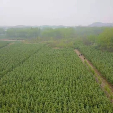 南京大型雪松种植基地，大量低价出售2～8米雪松量大价优