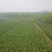 南京大型雪松种植基地，大量低价出售2～8米雪松量大价优