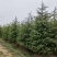 南京大型雪松种植基地，大量低价出售2～8米雪松量大价优