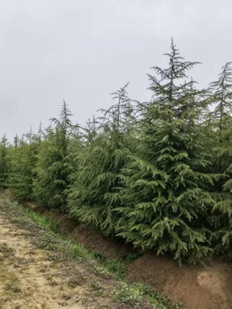 南京大型雪松种植基地，大量低价出售2～8米雪松量大价优