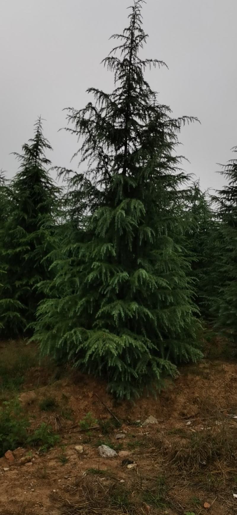 南京大型雪松种植基地，大量低价出售2～8米雪松量大价优