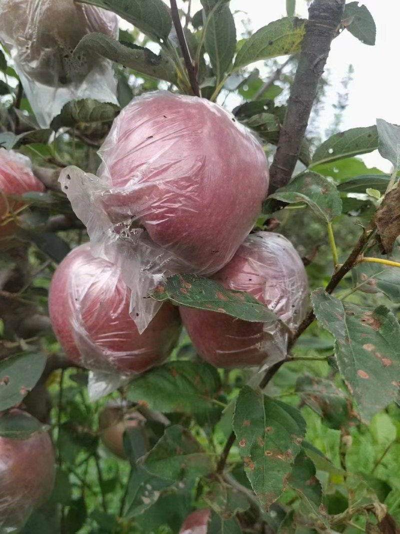 山东红星苹果大量上市
