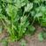 河南精品大叶香菜产地根粗叶绿品质保证货源稳定