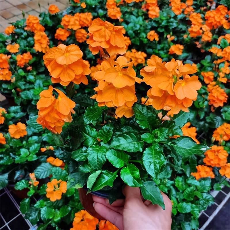 鸟尾花盆栽带花苞花期长四季开花不断多年生植物耐寒耐晒好养