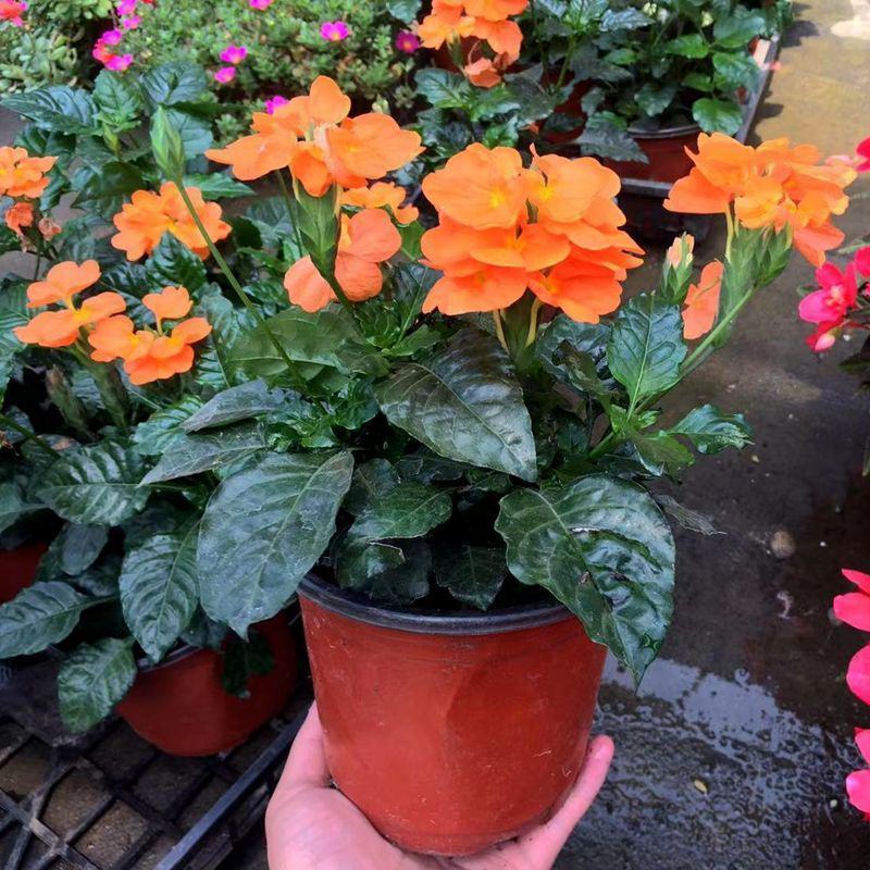 鸟尾花盆栽带花苞花期长四季开花不断多年生植物耐寒耐晒好养
