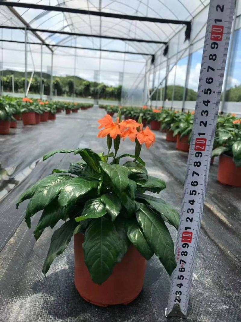 鸟尾花盆栽带花苞花期长四季开花不断多年生植物耐寒耐晒好养