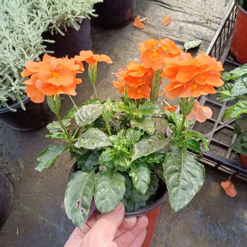鸟尾花盆栽带花苞花期长四季开花不断多年生植物耐寒耐晒好养