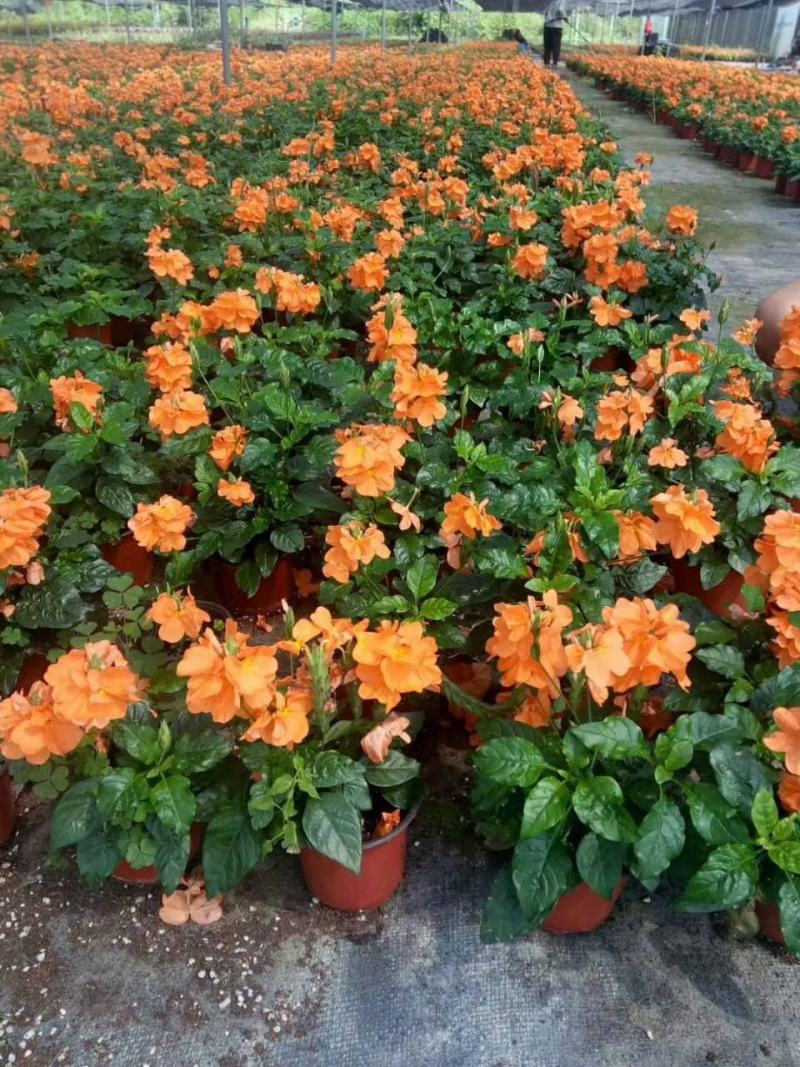 鸟尾花盆栽带花苞花期长四季开花不断多年生植物耐寒耐晒好养