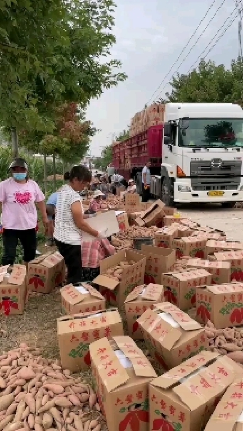 精品红薯龙九大量有货，产地直供保质量，自产自销？