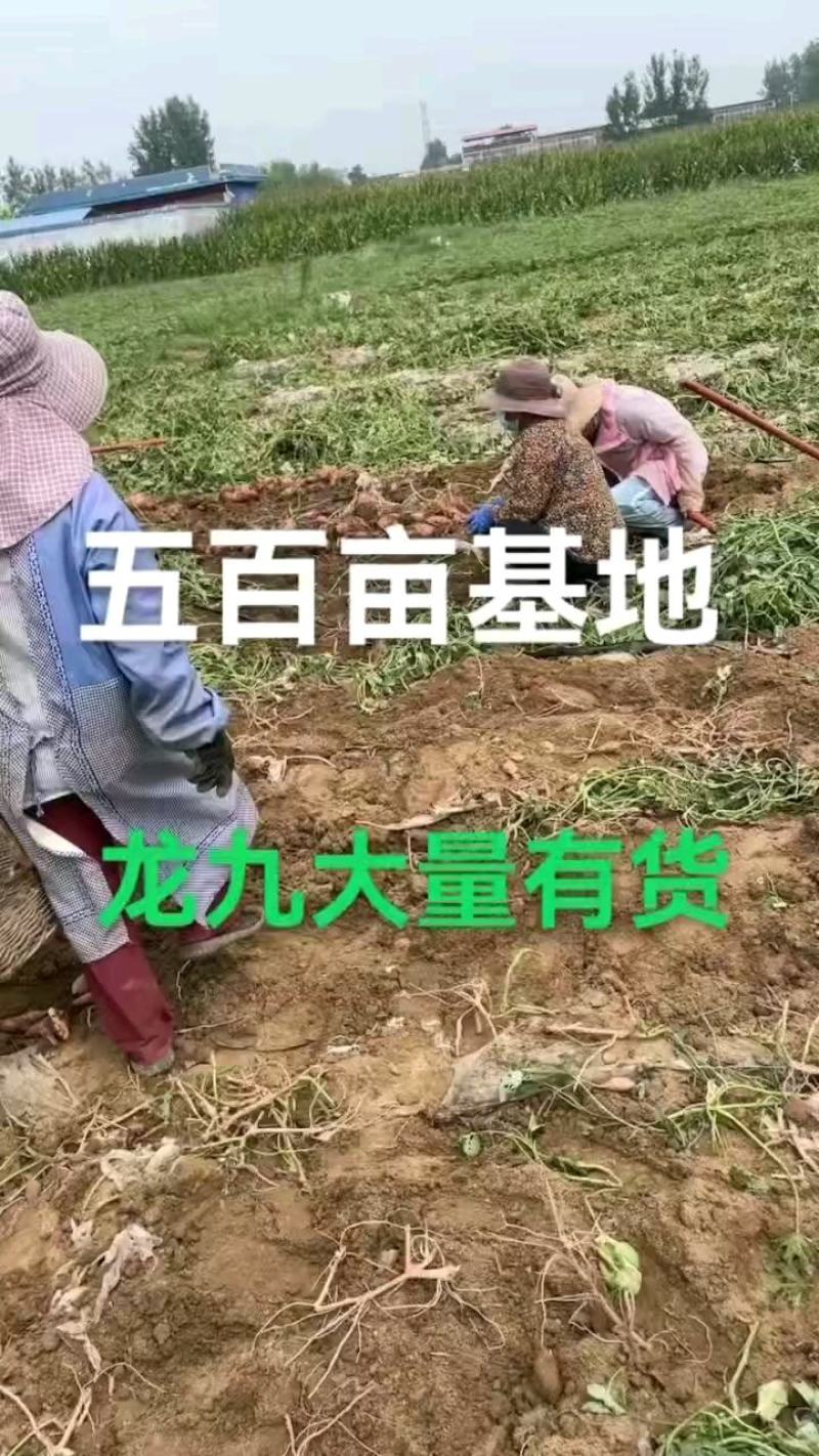 精品红薯龙九大量有货，产地直供保质量，自产自销？