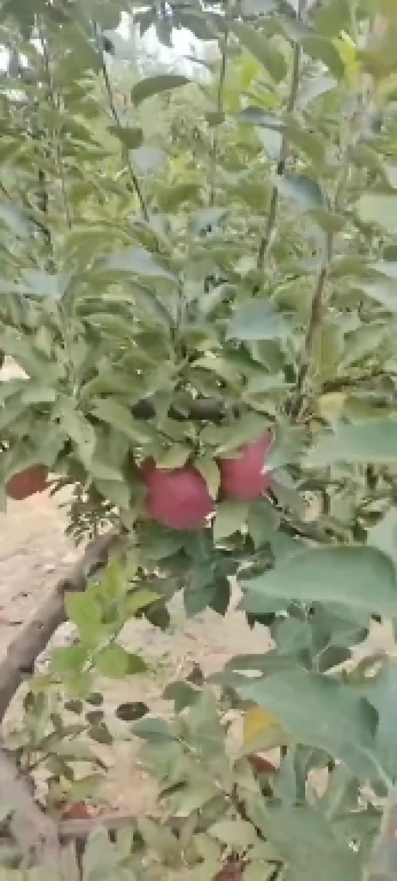 花牛苹果