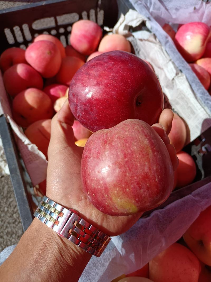 大量供应各种品种的苹果大中小精品次品都有