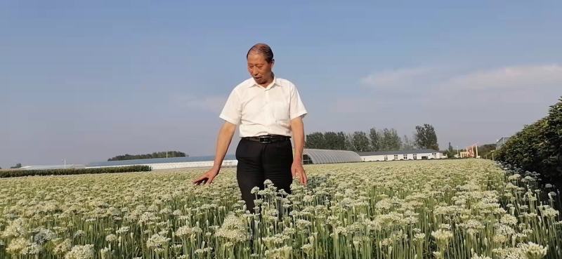 久星5号:韭菜种子，直立粗壮，抗倒伏叶片肥厚，抗病虫害