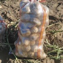 土豆大量供应