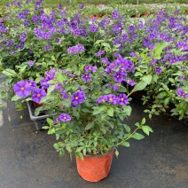蓝茄花盆栽蓝花茄阳台庭院花园多年生丰花小灌木开花神器耐寒