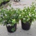 蓝茄花盆栽蓝花茄阳台庭院花园多年生丰花小灌木开花神器耐寒