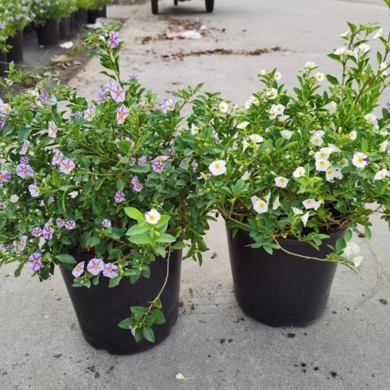 蓝茄花盆栽蓝花茄阳台庭院花园多年生丰花小灌木开花神器耐寒