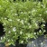 蓝茄花盆栽蓝花茄阳台庭院花园多年生丰花小灌木开花神器耐寒