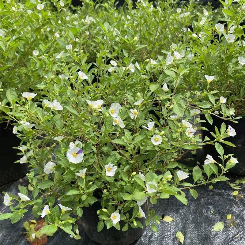 蓝茄花盆栽蓝花茄阳台庭院花园多年生丰花小灌木开花神器耐寒