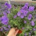 蓝茄花盆栽蓝花茄阳台庭院花园多年生丰花小灌木开花神器耐寒