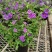 蓝茄花盆栽蓝花茄阳台庭院花园多年生丰花小灌木开花神器耐寒