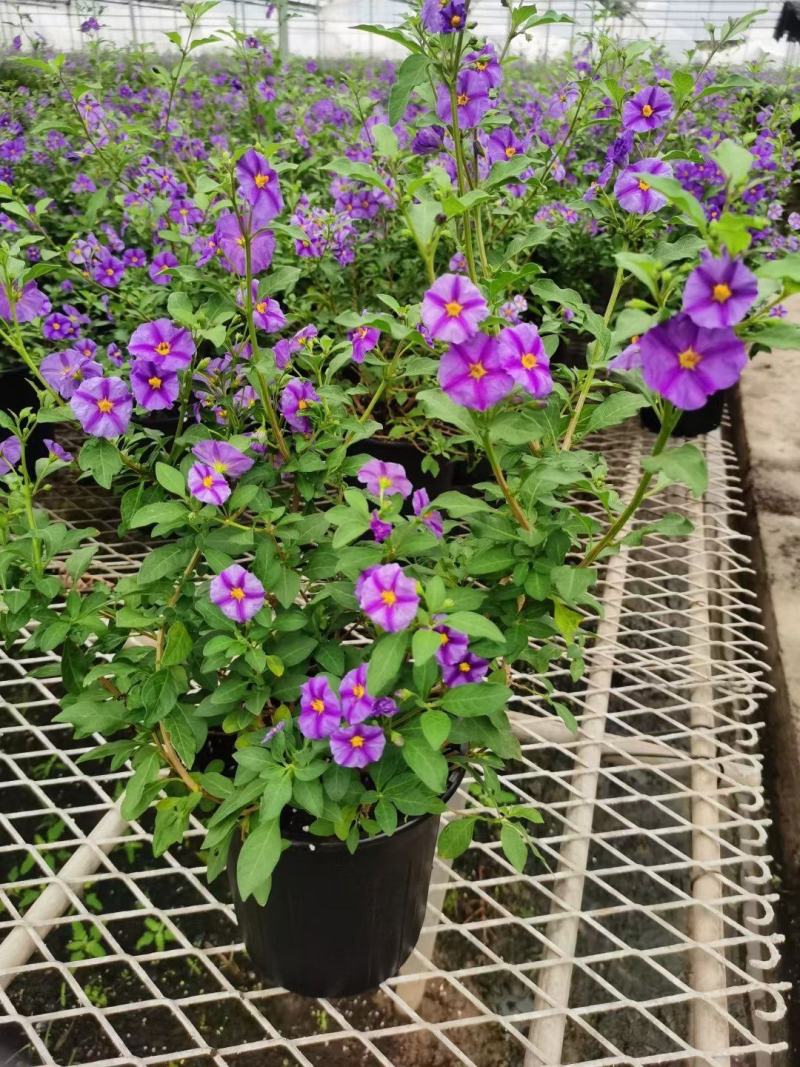 蓝茄花盆栽蓝花茄阳台庭院花园多年生丰花小灌木开花神器耐寒