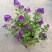 蓝茄花盆栽蓝花茄阳台庭院花园多年生丰花小灌木开花神器耐寒