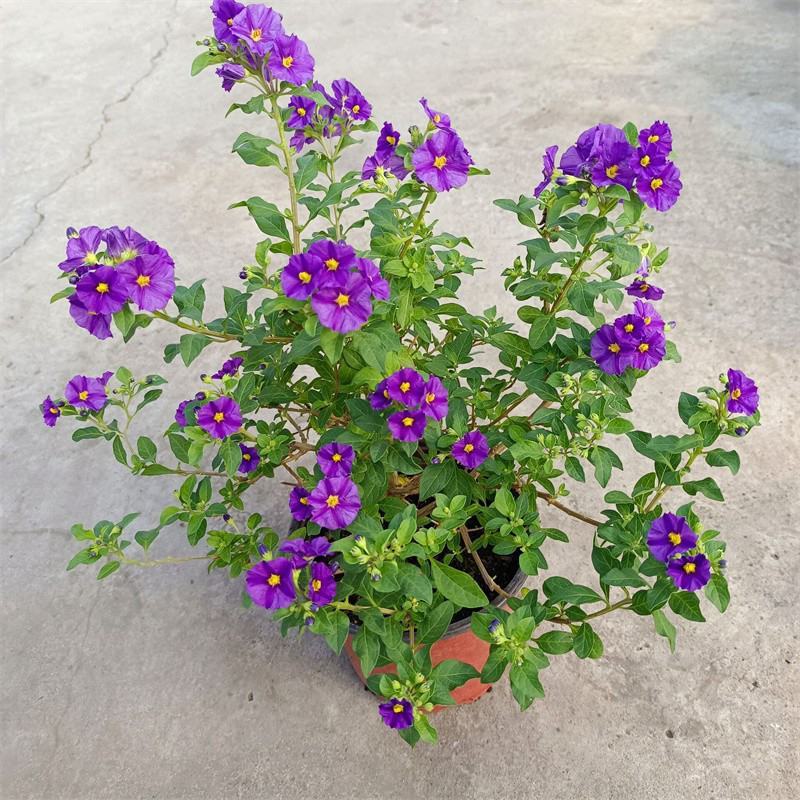 蓝茄花盆栽蓝花茄阳台庭院花园多年生丰花小灌木开花神器耐寒