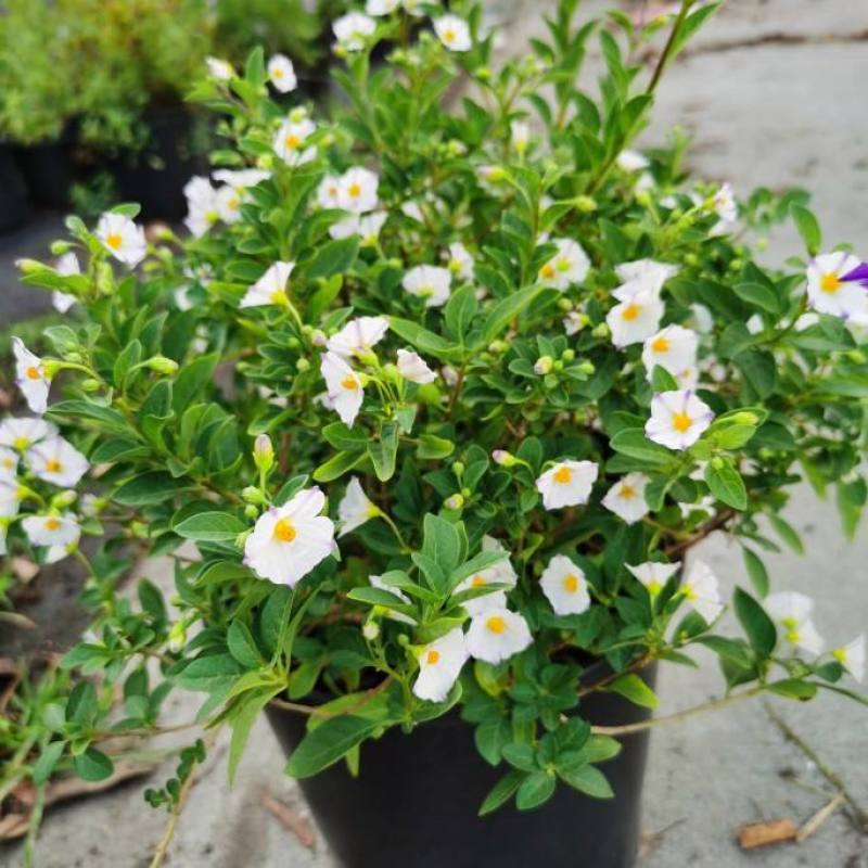 蓝茄花盆栽蓝花茄阳台庭院花园多年生丰花小灌木开花神器耐寒