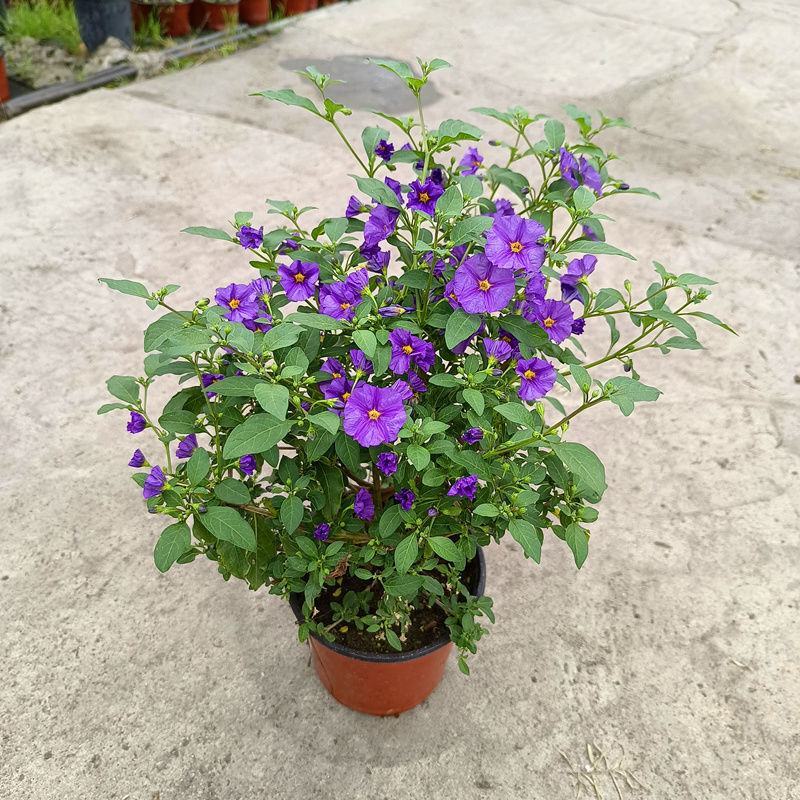 蓝茄花盆栽蓝花茄阳台庭院花园多年生丰花小灌木开花神器耐寒
