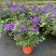 蓝茄花盆栽蓝花茄阳台庭院花园多年生丰花小灌木开花神器耐寒