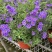 蓝茄花盆栽蓝花茄阳台庭院花园多年生丰花小灌木开花神器耐寒