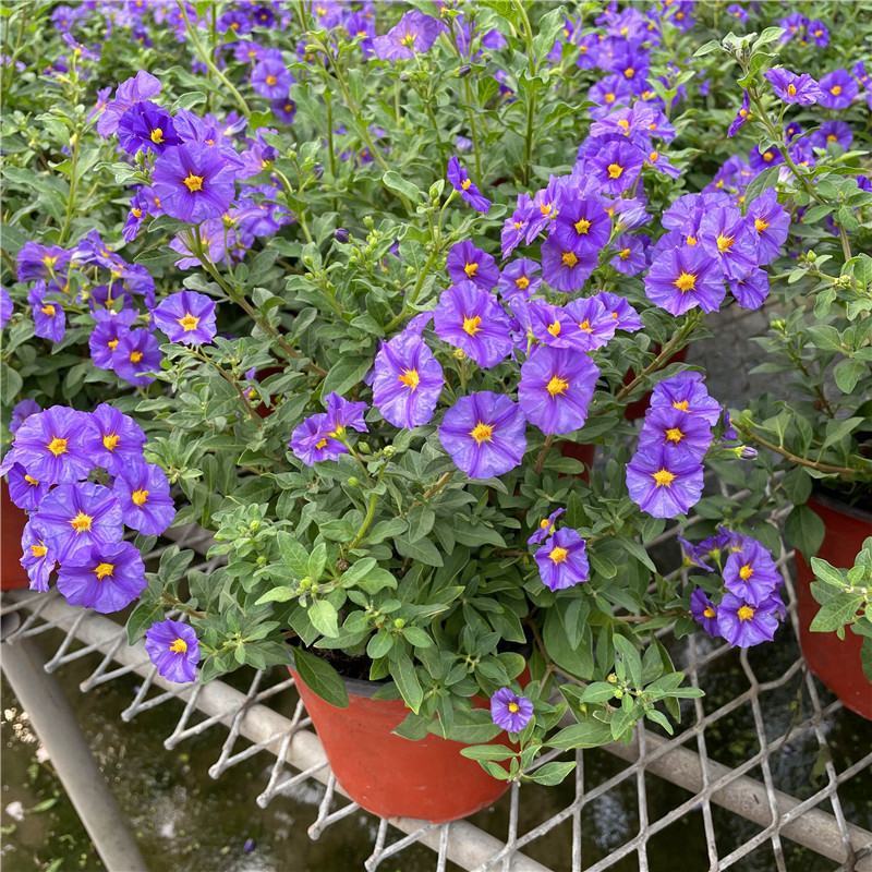 蓝茄花盆栽蓝花茄阳台庭院花园多年生丰花小灌木开花神器耐寒