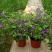 蓝茄花盆栽蓝花茄阳台庭院花园多年生丰花小灌木开花神器耐寒