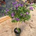 蓝茄花盆栽蓝花茄阳台庭院花园多年生丰花小灌木开花神器耐寒