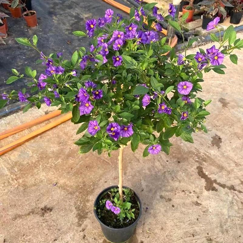 蓝茄花盆栽蓝花茄阳台庭院花园多年生丰花小灌木开花神器耐寒