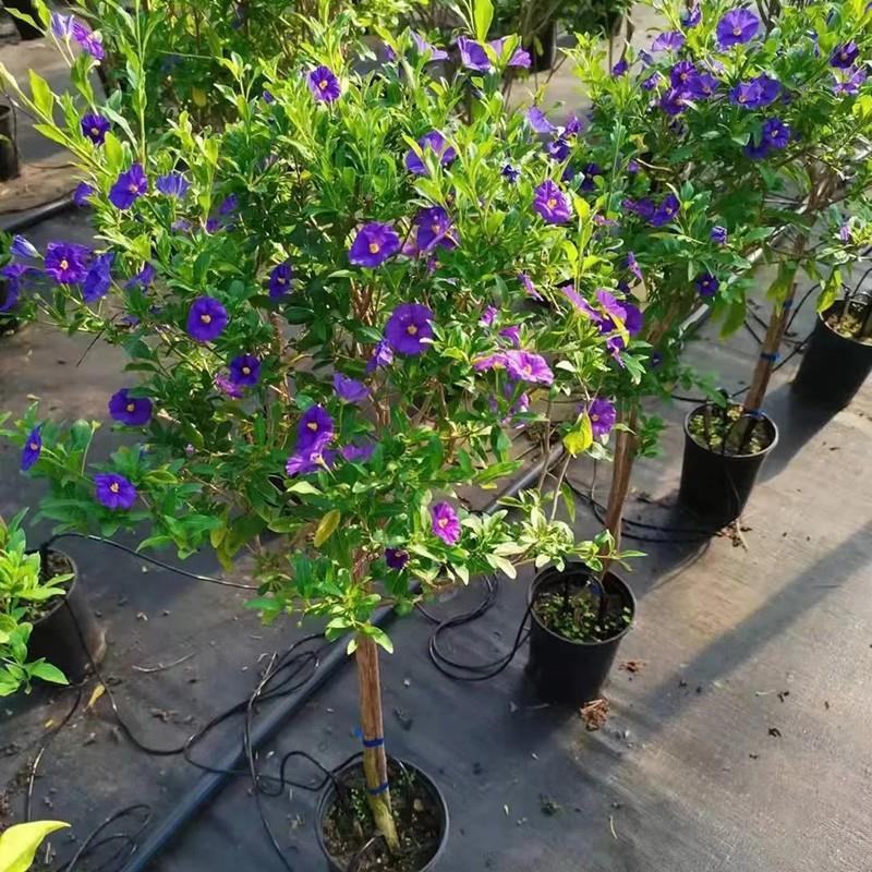 蓝茄花盆栽蓝花茄阳台庭院花园多年生丰花小灌木开花神器耐寒