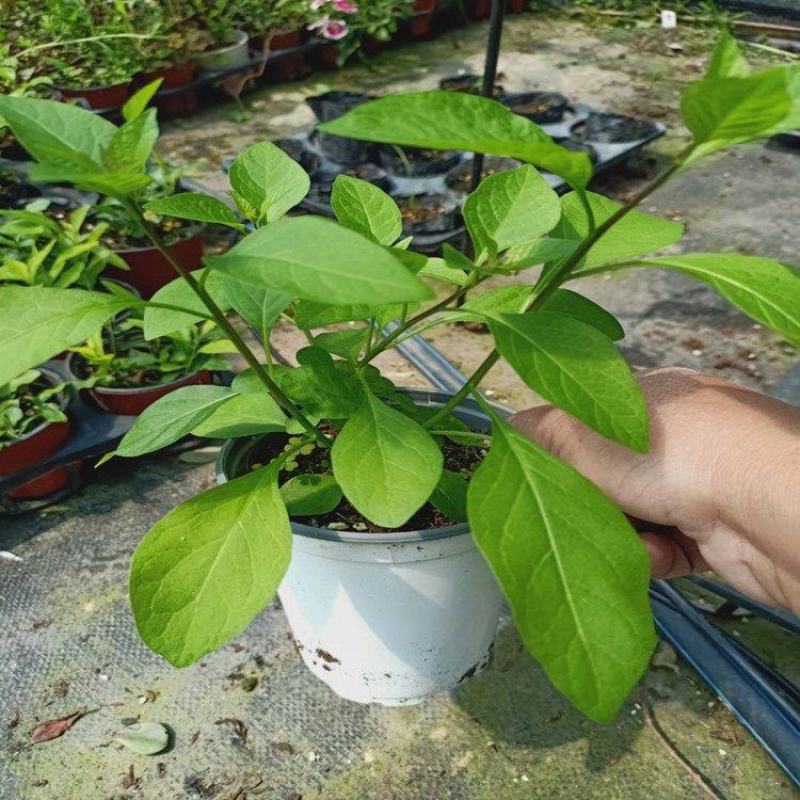 蓝茄花盆栽蓝花茄阳台庭院花园多年生丰花小灌木开花神器耐寒
