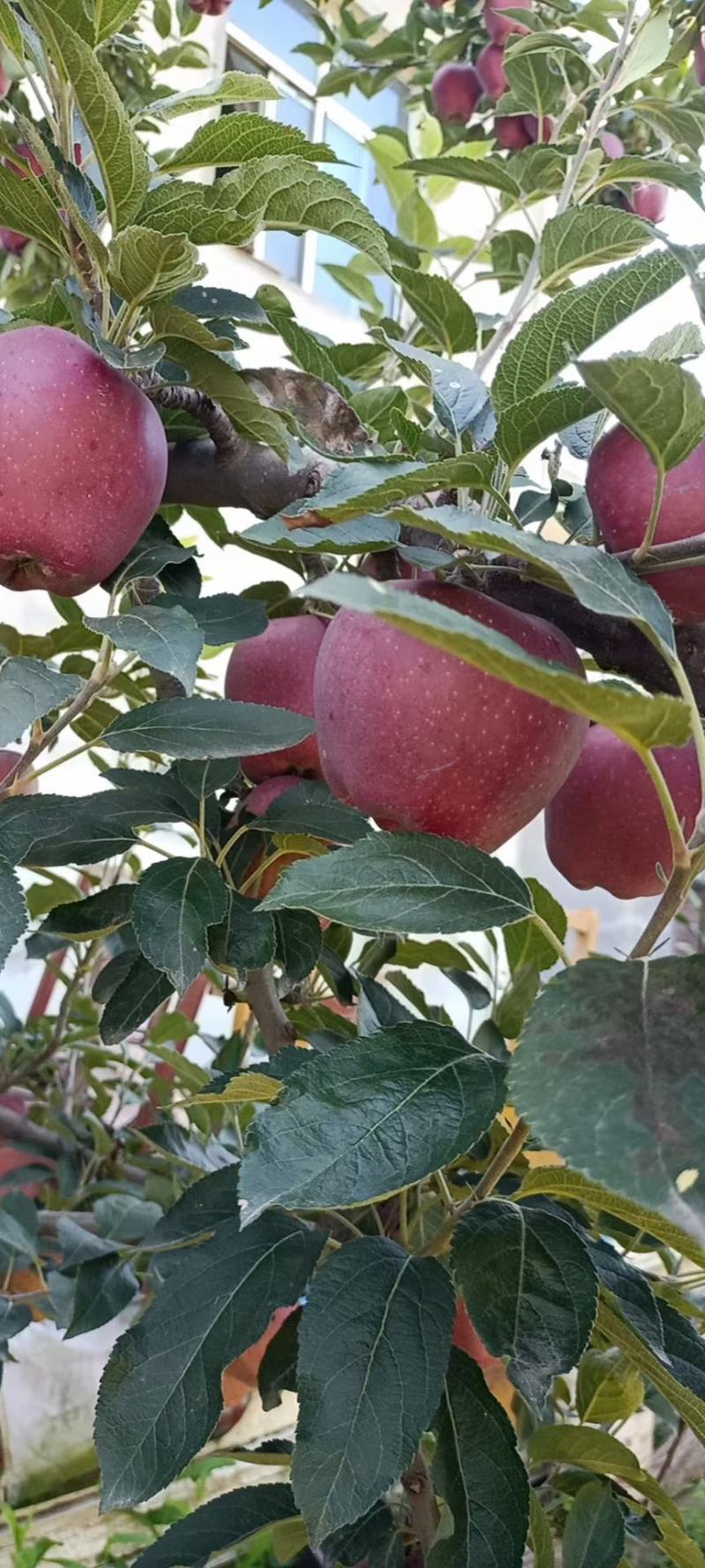 甘肃礼县花牛苹果以上市，欢迎各地客商前来咨询，收购