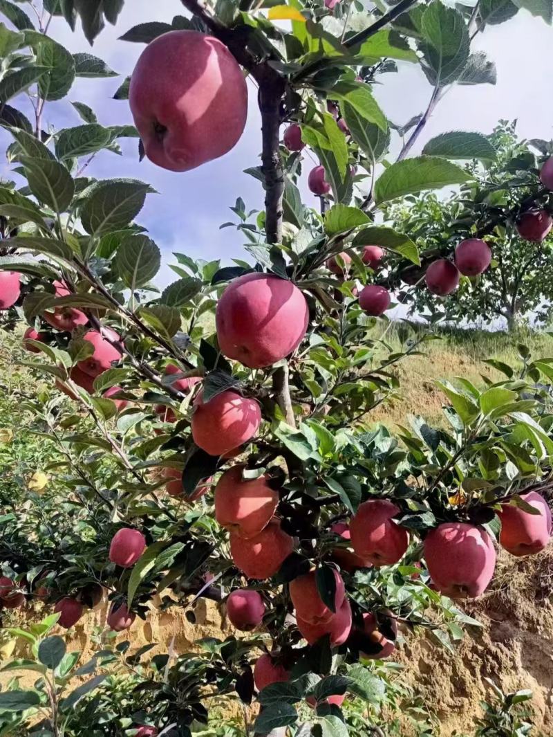 甘肃礼县花牛苹果以上市，欢迎各地客商前来咨询，收购