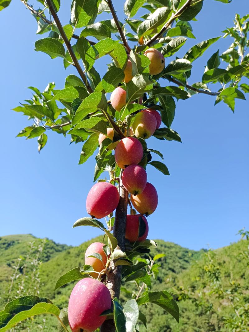 鸡心果自家果园种植大量出售山地种植口感好