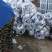 紫光圆茄5两以上大量上市紫光茄子黑亮大量上市