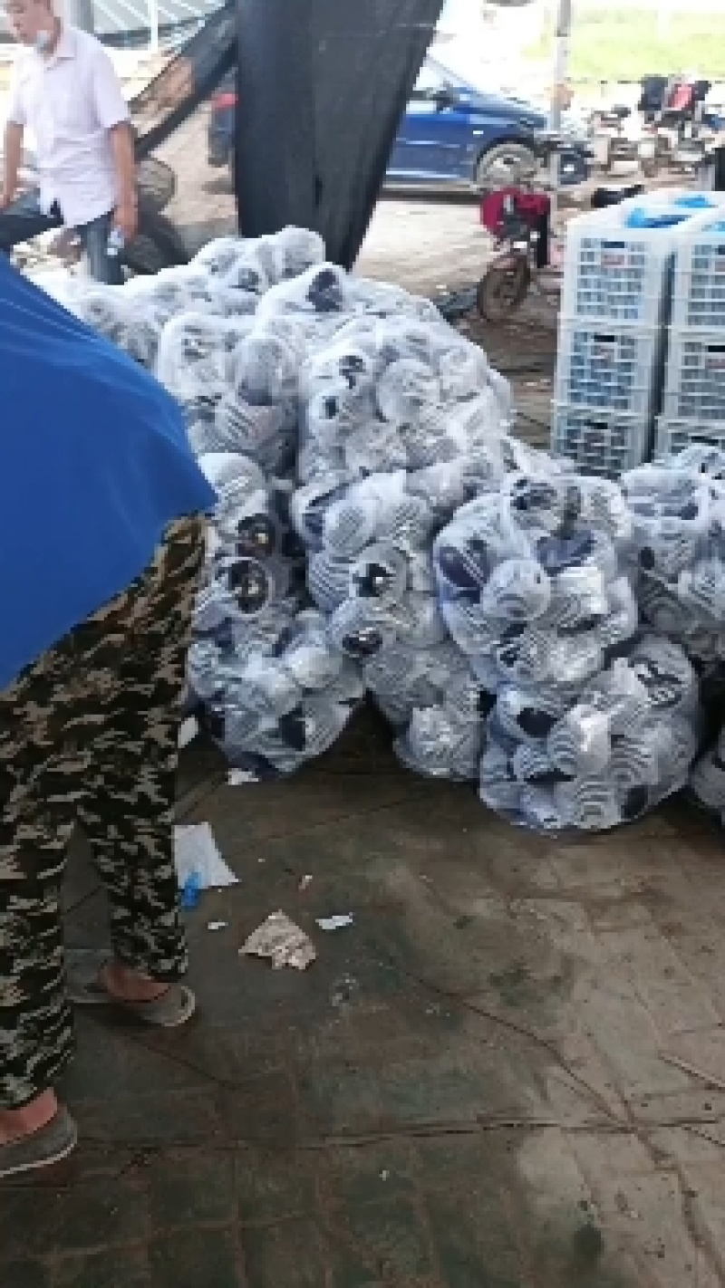 紫光圆茄5两以上大量上市紫光茄子黑亮大量上市