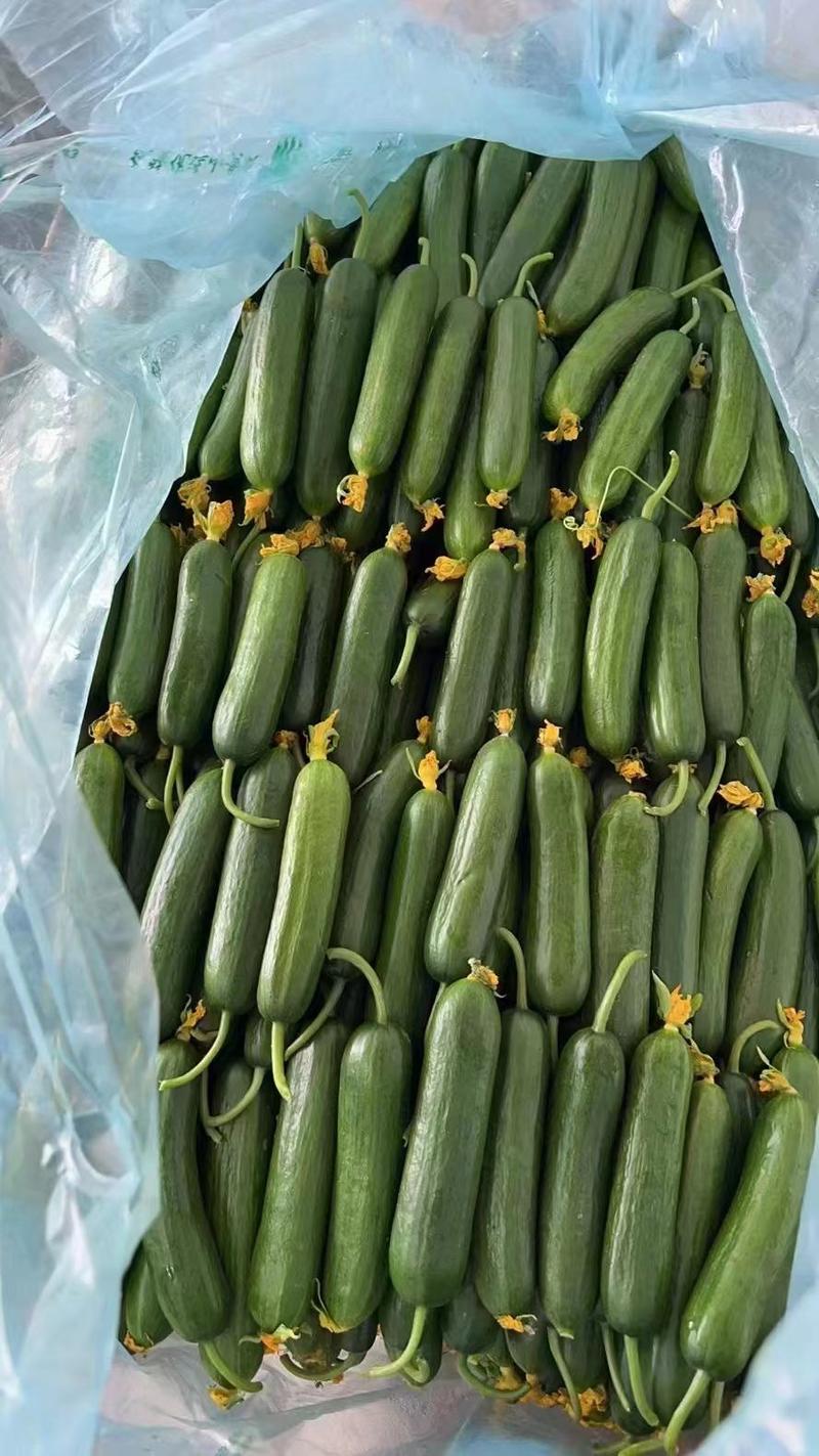 精品小黄瓜产地直发大量供应超市电商市场