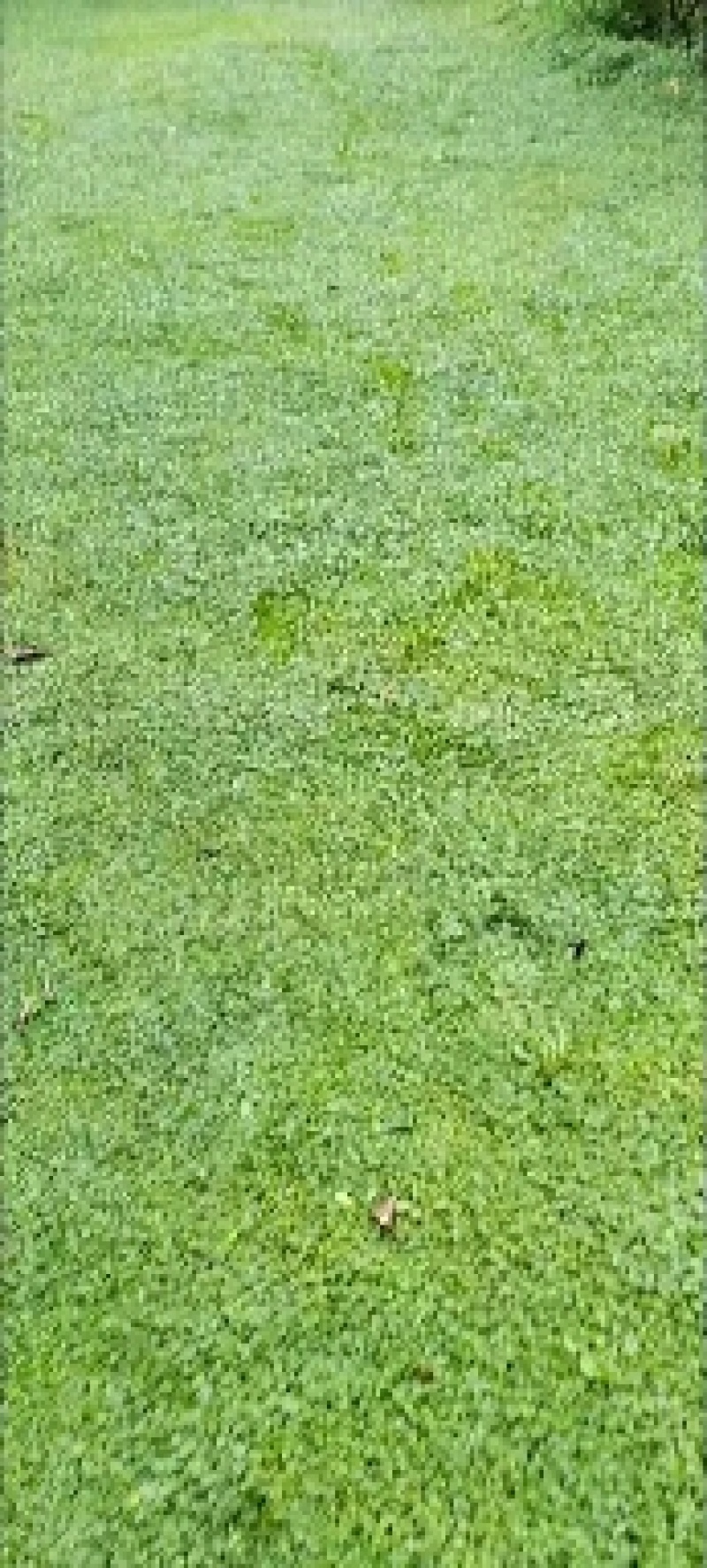 【专业草场】马蹄金草坪基地一手货源免修剪草坪别墅区专用高品质