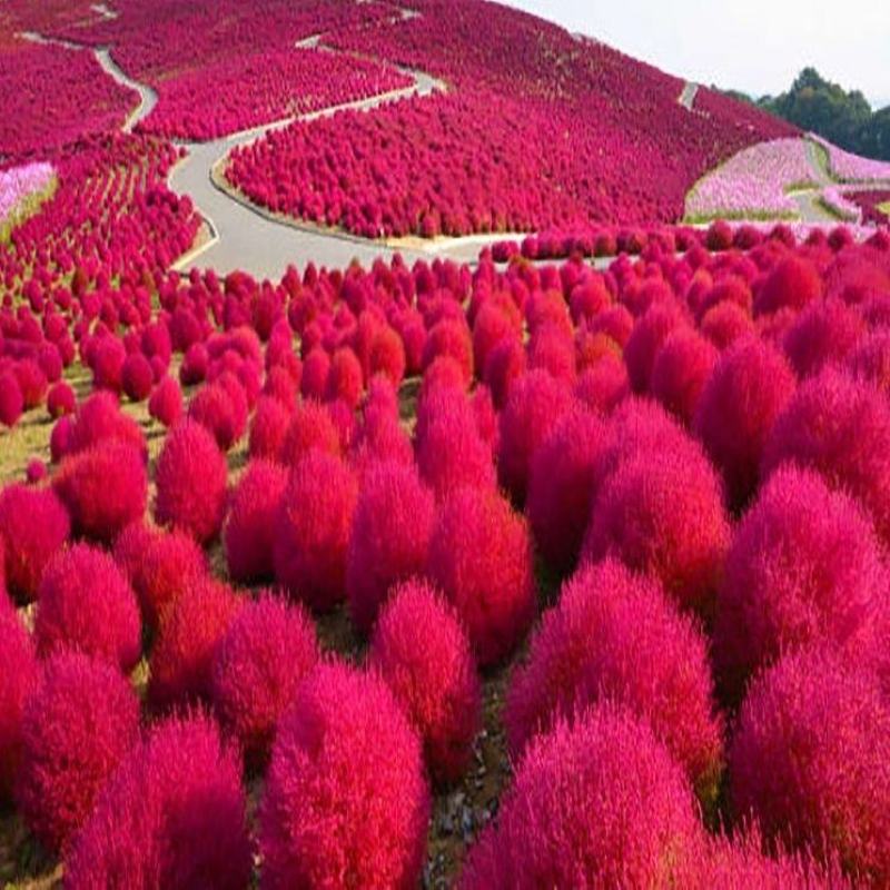 地肤种子红绿地肤草子球形花海庭院室外易活扫帚苗孔雀松种籽