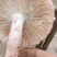 2022年新鲜红菇菌正在热采中欢迎关注