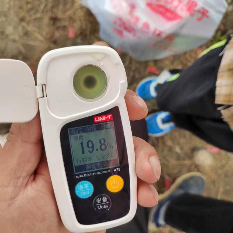 阳光玫瑰葡萄，基地直供，几十万斤优质阳光玫瑰适时供应