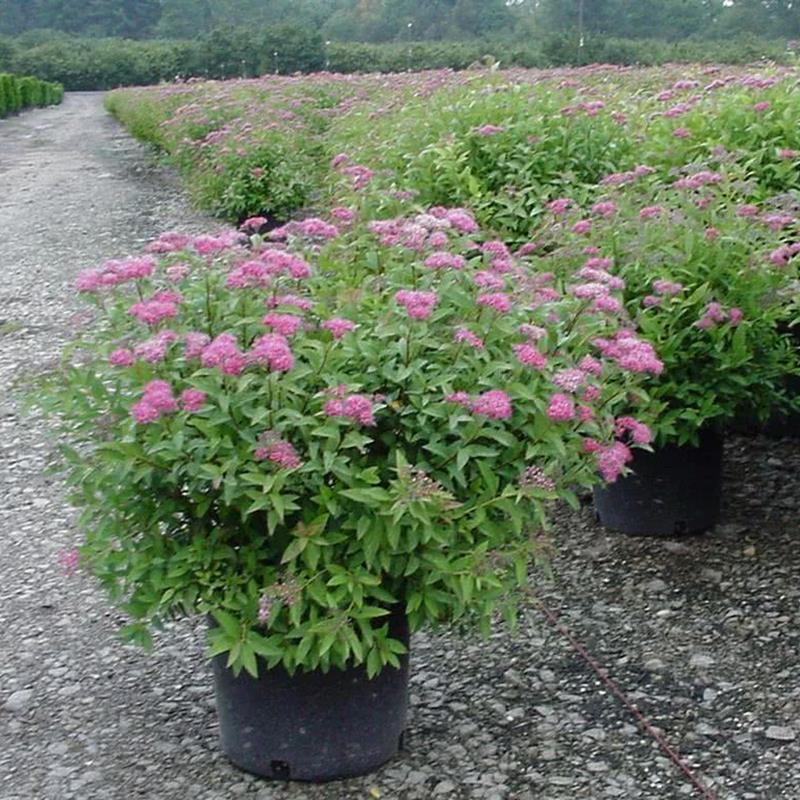 绣线菊盆栽多年生木本花卉花园花镜植物粉花绣线菊耐热耐寒